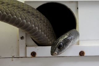 Takto vypadá jediný registrovaný chov bojgy africké v Evropě | Na návštěvě safari